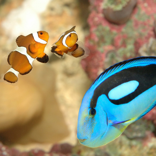 Aquarium-Muséum de Liège