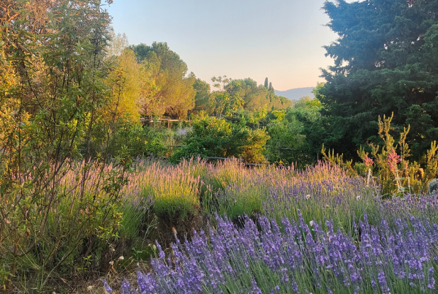 Les jardins du MIP : Lavande