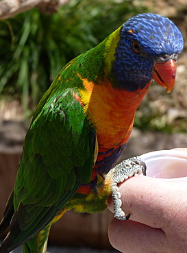 Parc des oiseaux - anniversaire