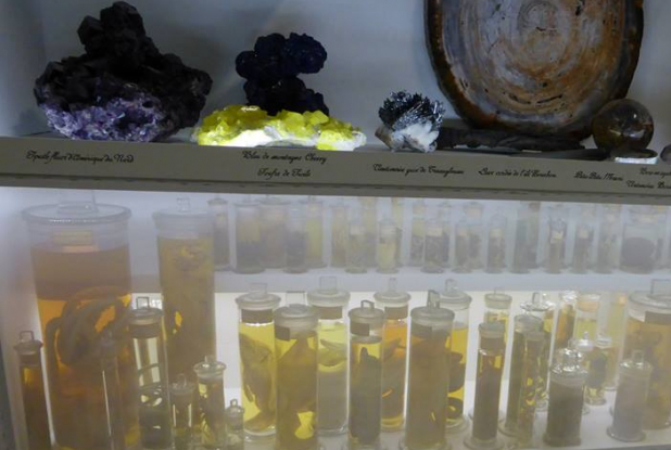 Pierres et bocaux de reptiles - Dans la chambre des merveilles Musée des Confluences