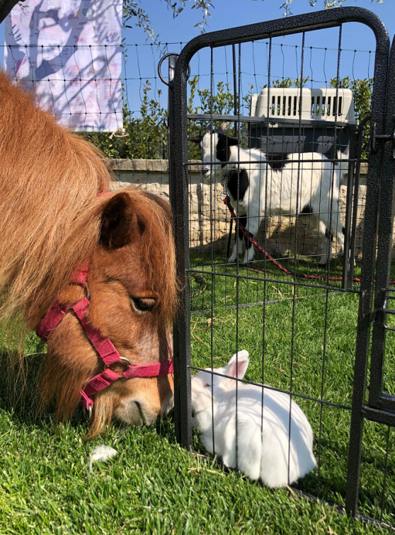 Une ferme chez vous : Tête à tête
