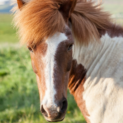 Fête du cheval de Villeneuve-Loubet