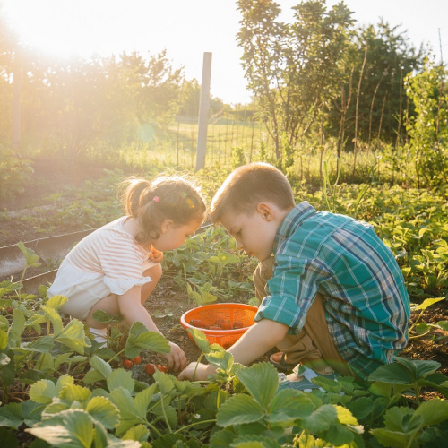 Rendez-vous aux jardins à Lille : une petite fille et un petit garçon cueillent des fraises dans un potager