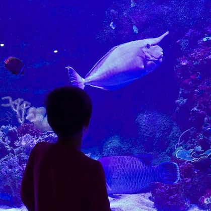 Aquarium tropical du Palais de la Porte Dorée en famille