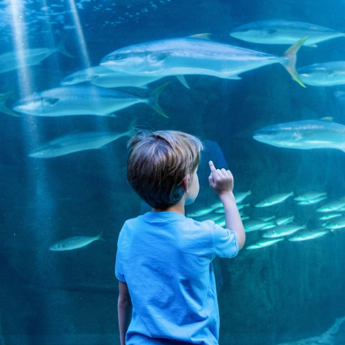 Top 10 des aquariums à visiter en famille en France