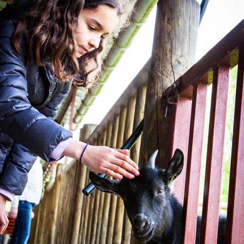 Ferme éducative de Lomme : Une petite fille caresse une chèvre