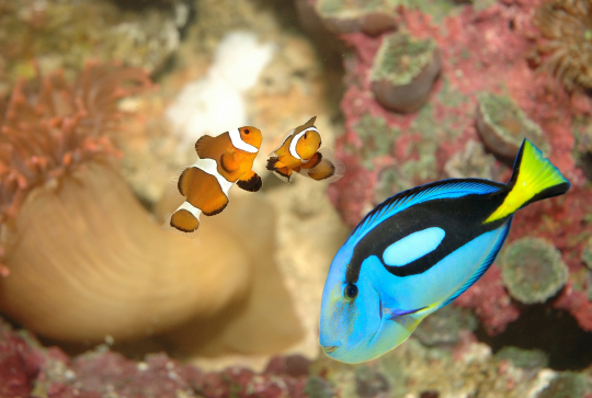 Aquarium-Muséum de Liège