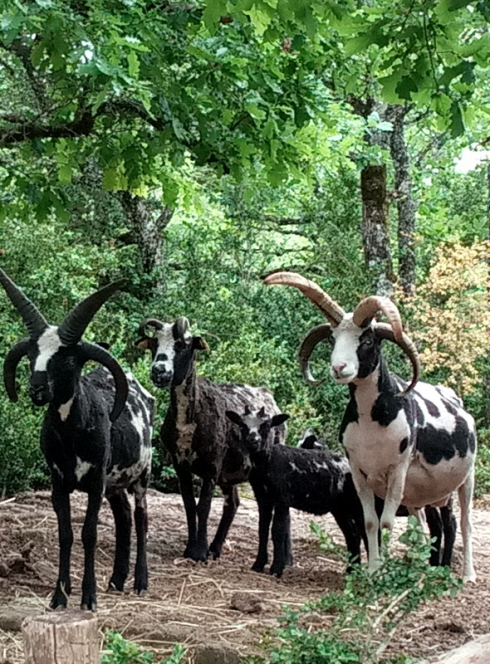 Parcs Animaliers Et Sorties Enfants Au Zoo A Montpellier Et Alentours Citizenkid