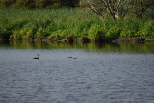 Maison de Grand-Lieu : lac