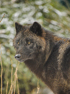 Expo De la montagne à la mer : Alpha Les loups du Mercantour