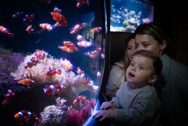 Aquarium Nausicaá : Du rêve