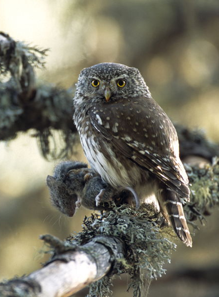 13ème nuit de la chouette