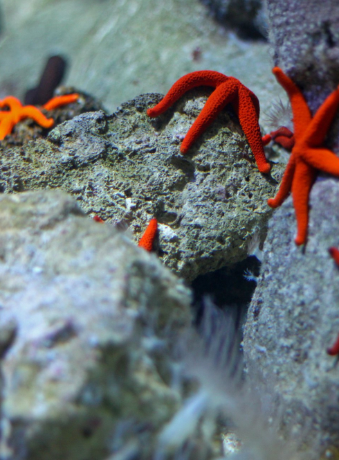 aquarium-etoile-de-mer