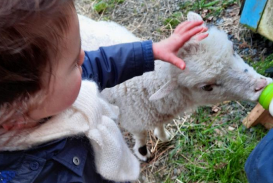 La petite ferme d'Heïdi : animaux avec les enfants