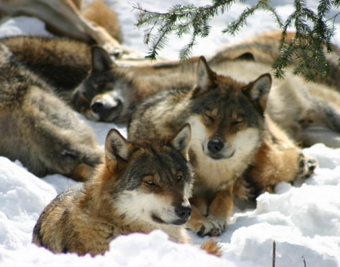 Parc Alpha - les loups en hiver