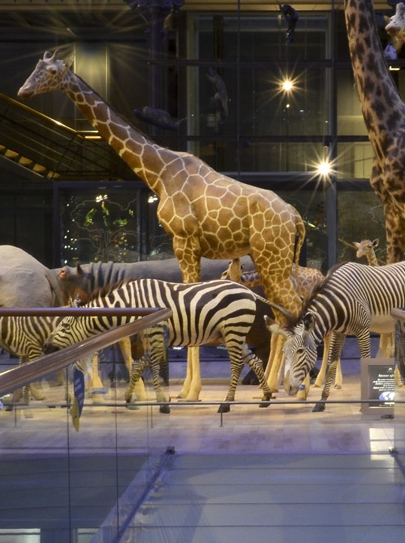 Evolution(s) d'une galerie