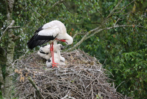 Nid de Cigognes au Parc des Oiseaux