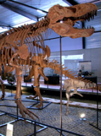 Musée des Dinosaures