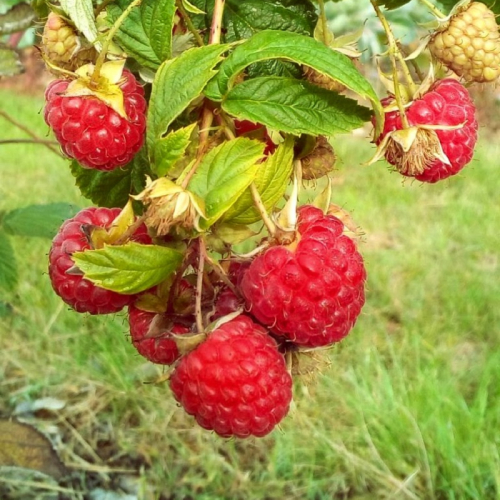 Ferme Saint-Henri à Gujan-Mestras
