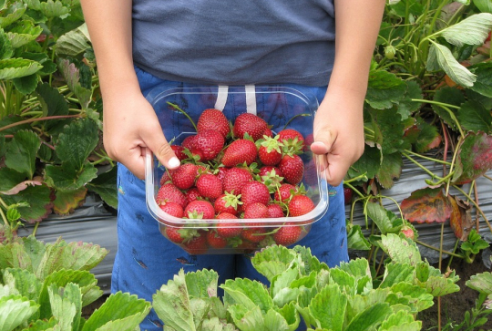 Ferme de Belle Ile : fraises