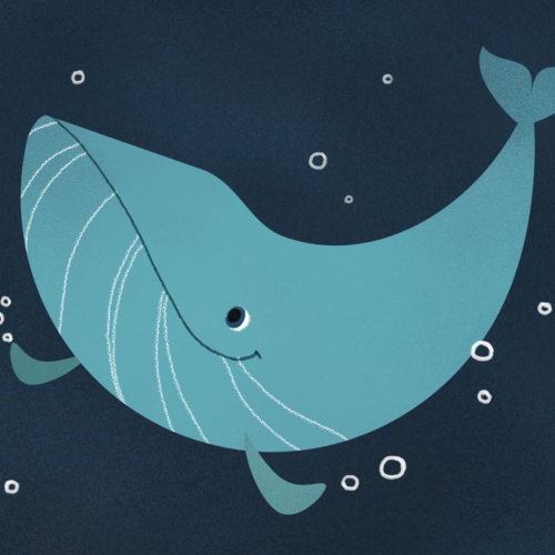 Le retour de la baleine au Musée des Confluences