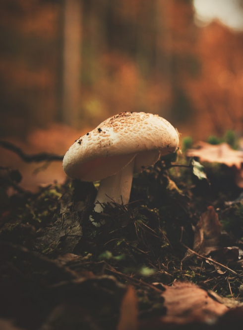 Salon des champignons et des plantes sauvages