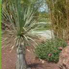 Jean Huchet arboretum