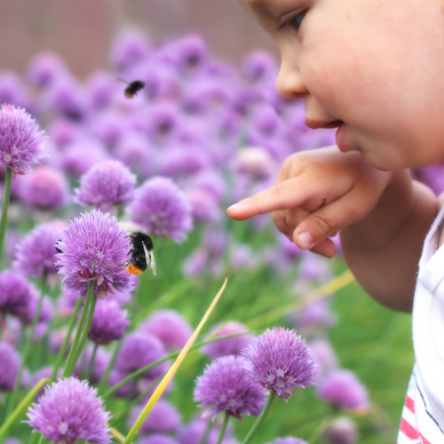 Fête de l'abeille à Nice