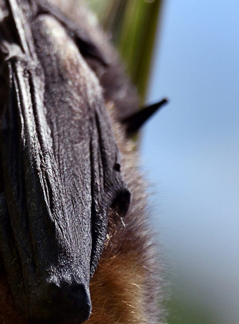 Nuit de la chauve-souris - Parc zoologique de Paris