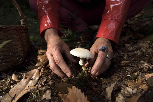 Passion Champignons à l'Écomusée de la Bintinais : cueillette