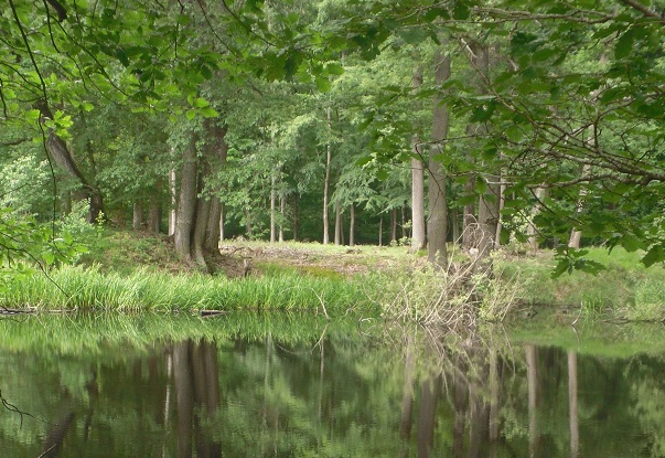 Forêt de Rambouillet