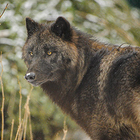 Expo De la montagne à la mer : Alpha Les loups du Mercantour