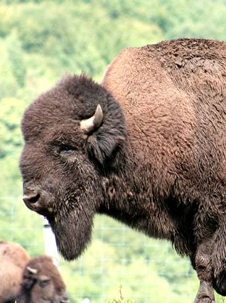 Ferme des Bisons des Monts de la Madeleine