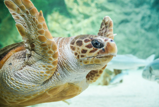 Aquarium de Biarritz : admirez les tortues en famille