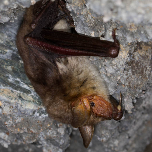 Grand Murin au repos