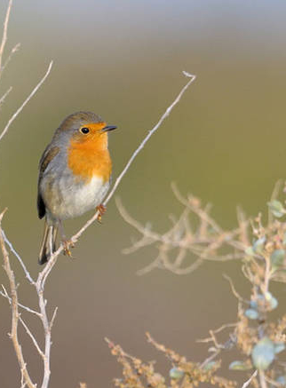 Secrets de jardins 2017 en Essonne
