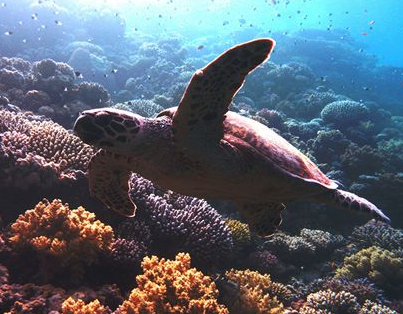 Nature (Enchanted Kingdom)