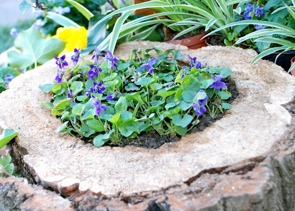 Fête de la Violette de Toulouse