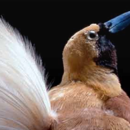 Images d'oiseaux au Muséum d'Histoire Naturelle