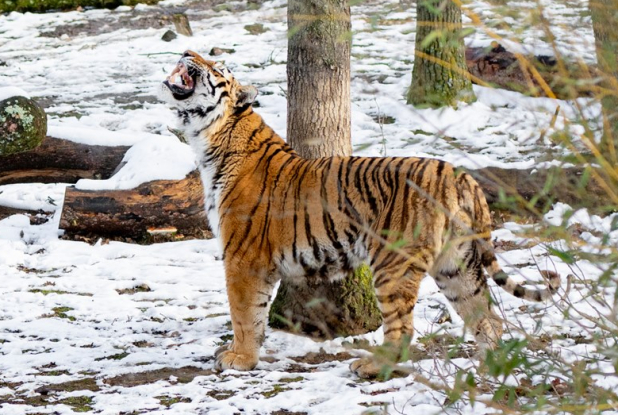 Safari de Peaugres - tigre