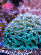 Corail, trésor des océans à Nausicaá par Stéphan Pannier