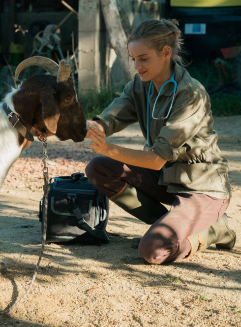 Les Vétos : chèvre