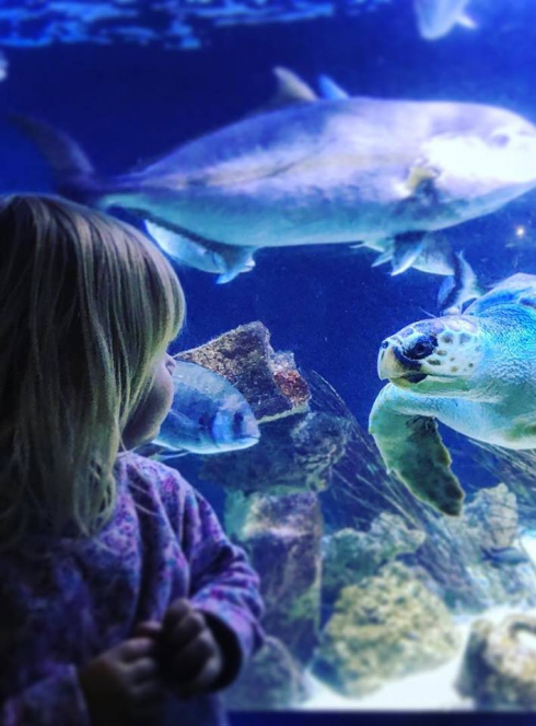 Vacances au Musée océanographique de Monaco