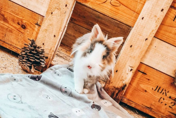 Le Monde de Noé : lapin