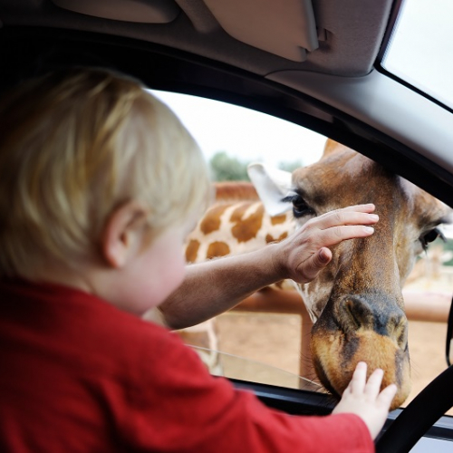 Adobe Stock - Safari