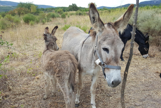 L'asinerie Aux Petits Sabots