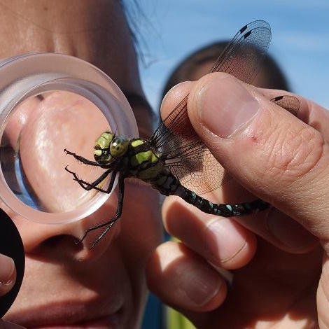 Mes parents sont verts : cours pour parents avec Graine Ile-de-France