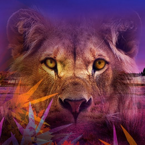 Nocturnes au Parc zoologique de Paris - Affiche 2019