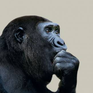 Expo Extinctions, la fin d'un monde ?