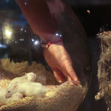 Un anniversaire thème Fort Boyard